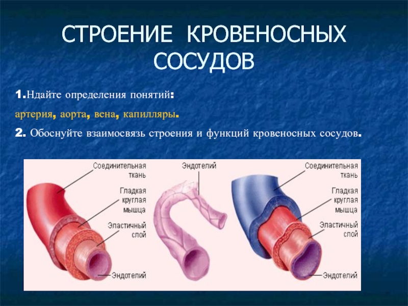 Строение артерий вен и капилляров рисунок