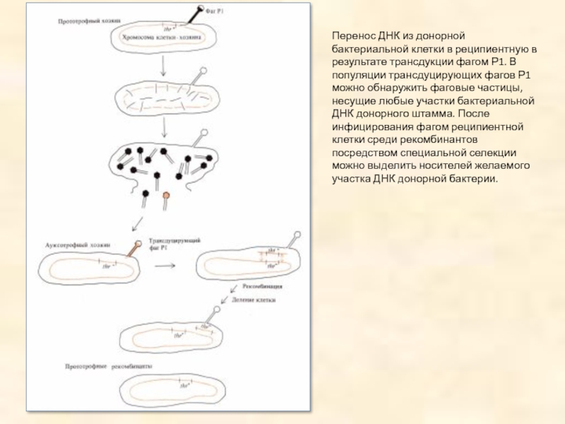 Перенос днк. ДНК В бактериальной клетке. Перенос бактериальной ДНК. ДНК бактериальной клетки и ДНК бактериофага. Интегрированная ДНК бактериофага в ДНК бактериальной клетки - это.
