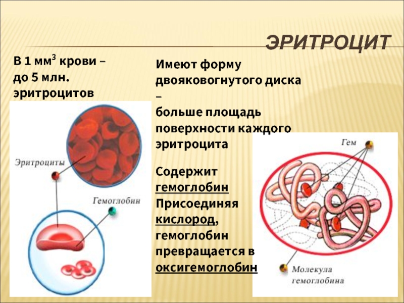 Кровь образуется в печени. Гемоглобин и кислород. Эритроциты содержат гемоглобин. Гемоглобин превращается в.