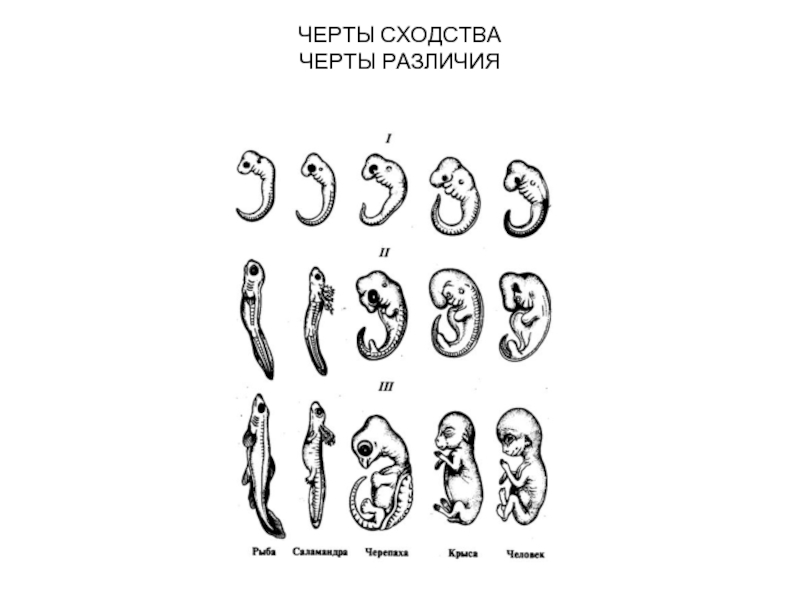 Рассмотрите рисунок укажите особенности развития зародыша млекопитающих