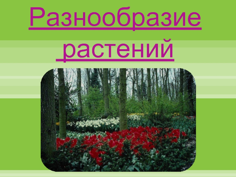 Разнообразие растений. Разнообразие растений Новопавловска. Разнообразие растений видео. Разнообразие растений России где больше всего. Слово разнообразие растений Дагестана.