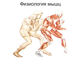Физиология мышц