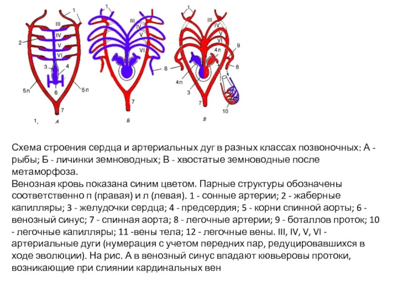 Схема строения сердца рыб