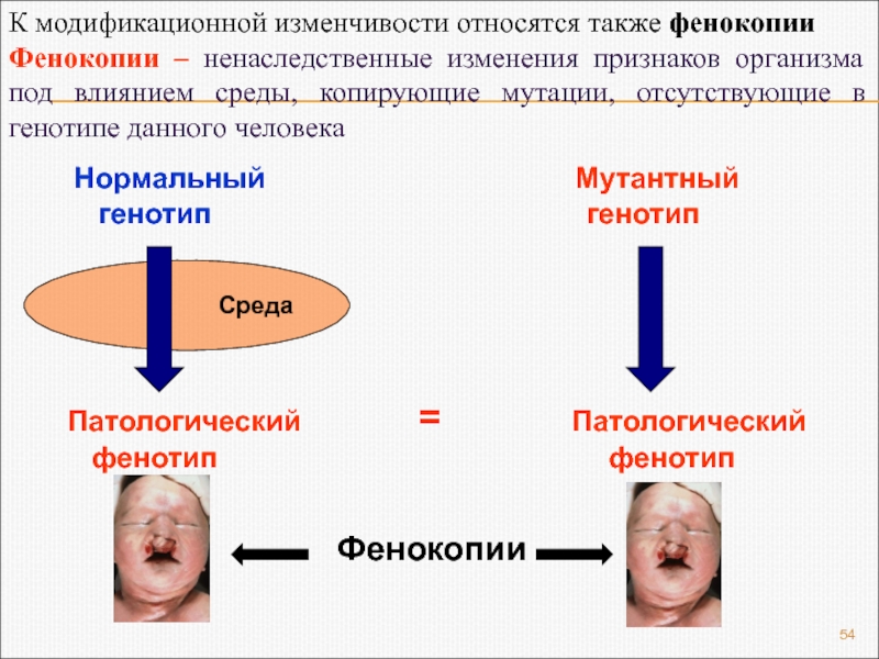 Меняется ли человек под влияниями людей. Фенокопии у человека. К модификационной изменчивости относится.