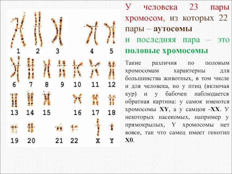 Пары хромосом. 23 Хромосомы у человека. 23 Пары хромосом у человека. Кариотип человека 23 пары. 22 Пары хромосом у человека.