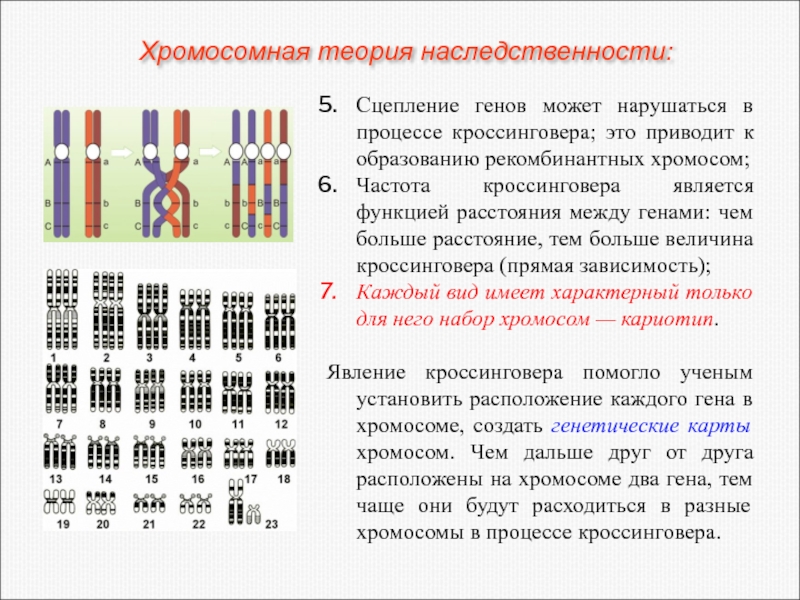 На основании явления сцепления и перекреста гомологичных хромосом генетики создают схемы