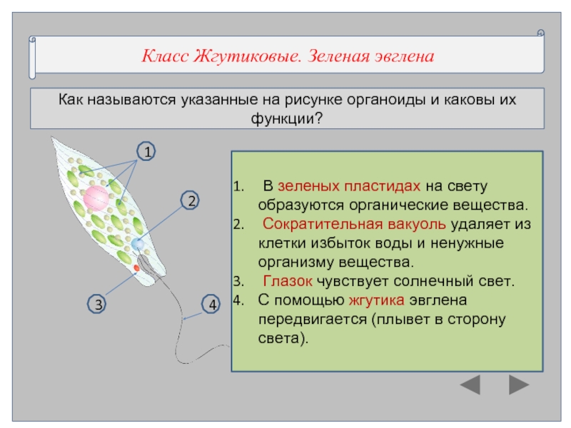 Класс жгутиковые презентация