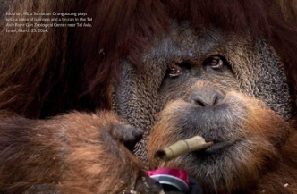 Mushon, 45, a Sumatran Orangoutang plays with a piece of bamboo and a tin can in the Tel Aviv Ramt Gan Zoological Center near Tel Aviv, Israel, March 23, 2014.