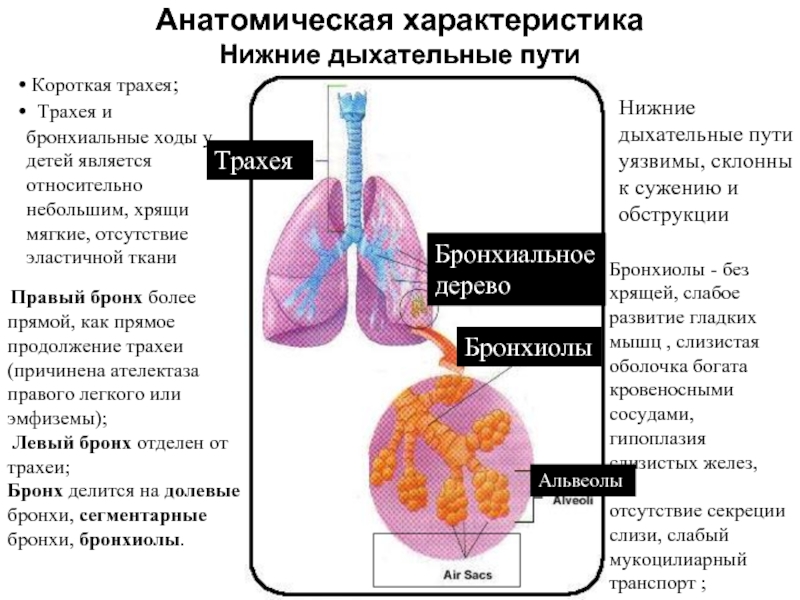 Нижние моляры у детей фото