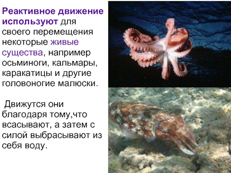 Передвижение головоногих. Реактивное движение головоногих. Реактивное движение осьминога. Головоногие моллюски реактивное передвижение. Реактивное движение головоногих моллюсков.