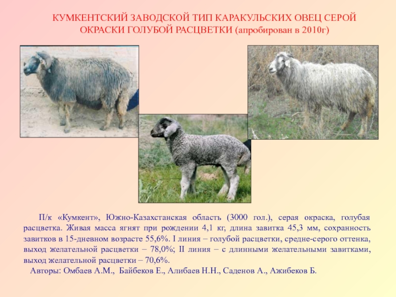 Сколько вес барана. Вес барана. Вид каракульской овцы. Живая масса овец. Вес барана в среднем живой.