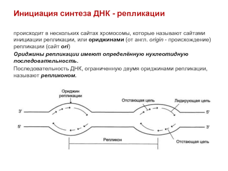 Последовательность синтеза днк. Схема инициации репликации. Репликация схема биохимия. Инициация синтеза ДНК. Фаза инициации репликации схема.