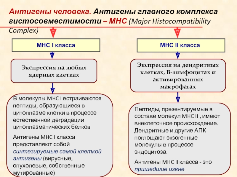 Кросс презентация антигена иммунология