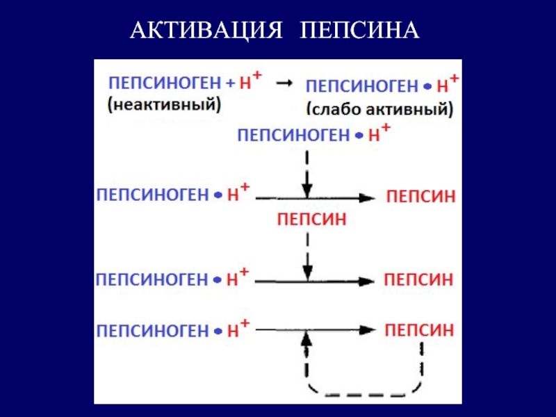 Пепсиноген. Механизм активации пепсиногена. Превращение пепсина в пепсиноген. Активация пепсиногена биохимия. Активатор фермента пепсиноген.