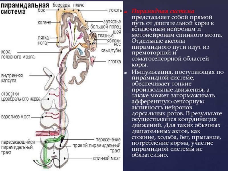 Кортико висцеральная теория