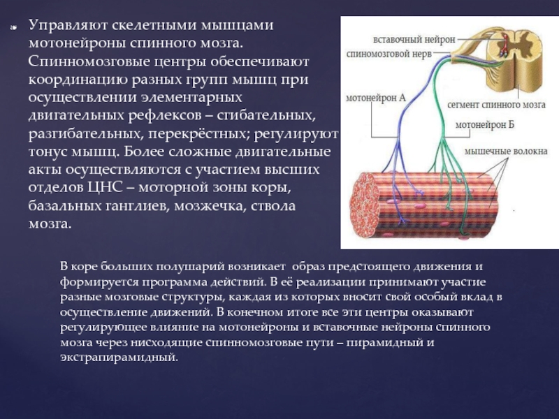 Система движения. Мотонейроны расположены. Мотонейроны мышц. Осуществление координации скелетных мышц. Поддержание тонуса скелетных мышц.