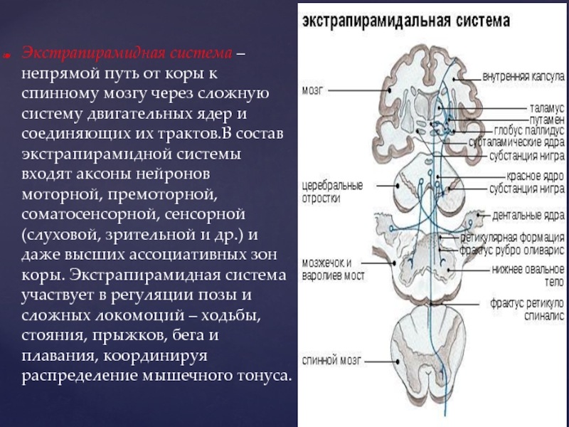 Проводящие пути экстрапирамидной системы. Проводящие пути экстрапирамидной системы схема. Экстрапирамидная система неврология схема. Экстрапирамидный путь неврология схема. Экстрапирамидные проводящие пути неврология.