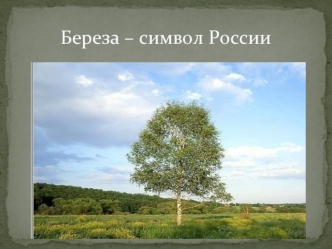 Береза – символ России