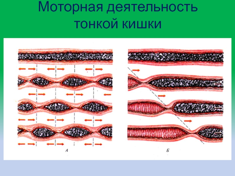 Перистальтика это. Моторная деятельность тонкой кишки физиология. Моторная деятельность тонкой кишки и ее регуляция. Регуляция моторной деятельности тонкой кишки. Перистальтика тонкой кишки.