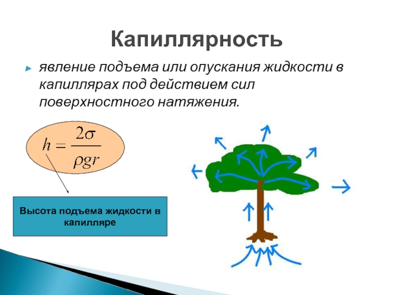 Смачивание капиллярные явления