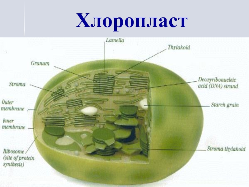 В каких клетках листа расположены хлоропласты