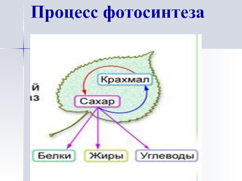 В процессе фотосинтеза схема которого представлена на рисунке происходит