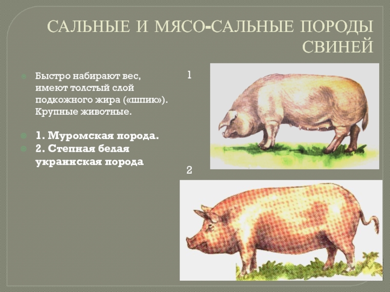 Направление пород свиней. Сальные породы свиней. Мясо сальные породы свиней. Украинская порода свиней. Украинская Степная белая порода свиней.