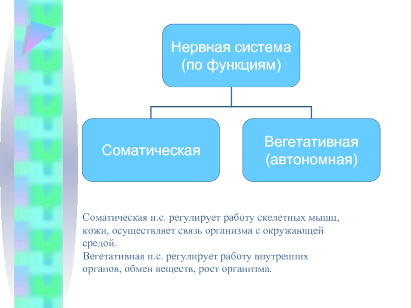 Автономная нервная система регулирует работу скелетных мышц