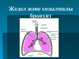 Жедел және созылмалы бронхит