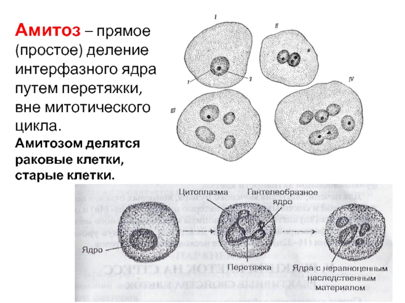 Прямым бинарным делением клетки. Макронуклеус амитоз. Деление раковых клеток амитоз. Деление клетки амитоз схема. Амитозом часто делятся клетки.