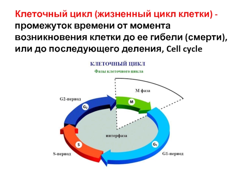 Жизненный цикл клетки кратко. Фазы клеточного цикла схема. Схема стадий жизненного цикла клетки. Жизненный цикл клетки g1. Этапы жизненного цикла клетки схема.