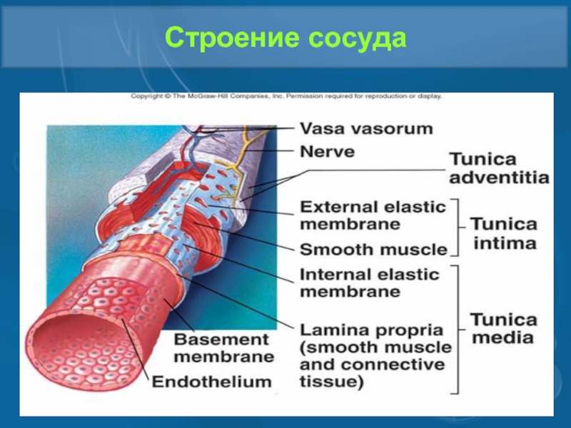 Артерии вены капилляры слои. Строение стенки артерии и вены капилляры. Артерии строение биология. Строение стенки артериального сосуда. Строение стенки сосуда артерии.