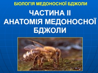 Анатомія медоносної бджоли