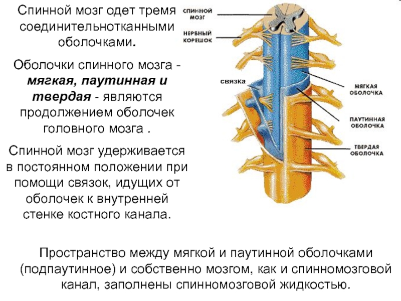 Является продолжением спинного мозга состоит. Мягкая оболочка спинного мозга строение. Твердая паутинная и мягкая оболочка спинного мозга. Схематическое изображение строения оболочек спинного мозга. Спинной мозг мягкая паутинная твердая.