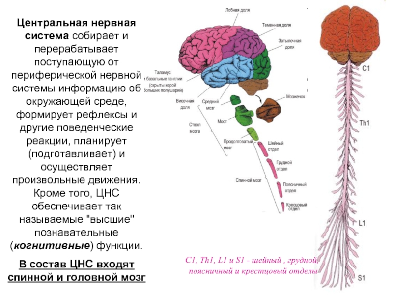 Роль отделов цнс. Основные отделы центральной нервной системы человека схема. Функции отделов ЦНС кратко. ЦНС состав схема. Строение ЦНС анатомия.