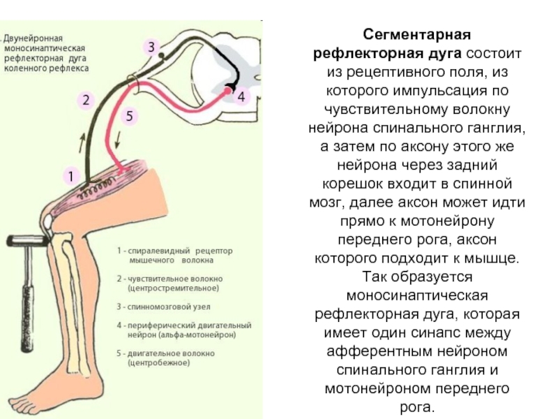 Схема рефлекторной дуги коленного сустава