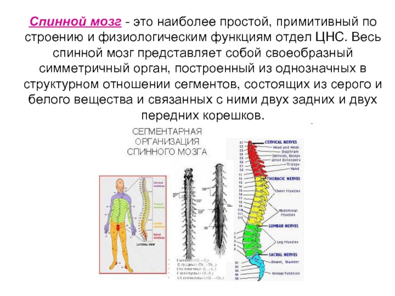 Центральный отдел нервной системы спинной мозг. Функции отделов спинного мозга. Физиологические функции спинного мозга. Сегментарные отделы ЦНС. Сегментарные и надсегментарные отделы ЦНС.