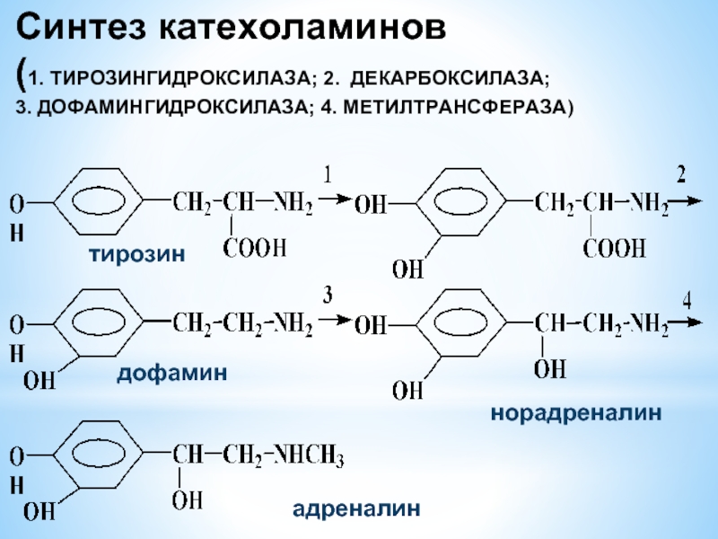 Адреналин образуется. Реакции образования катехоламинов. Тирозин Синтез катехоламинов. Образования норадреналина и адреналина из тирозина. Схема синтеза адреналина из тирозина.
