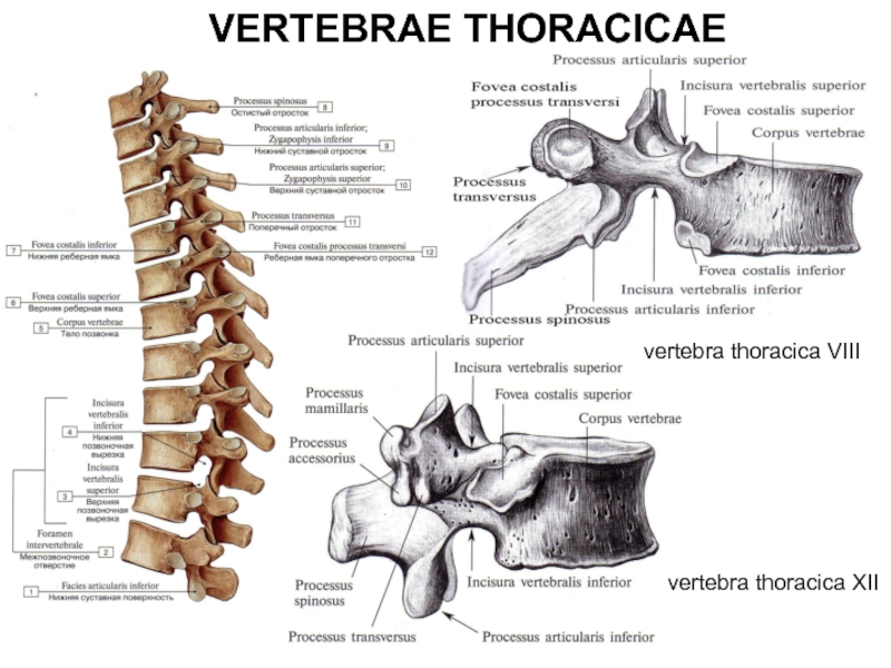 Грудной позвонок анатомия. Грудной позвонок анатомия латынь. Поясничный позвонок анатомия медунивер. Поясничный позвонок анатомия на латыни. Грудные позвонки на латинском анатомия.