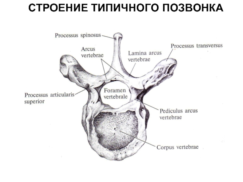 Общий план строения позвонков