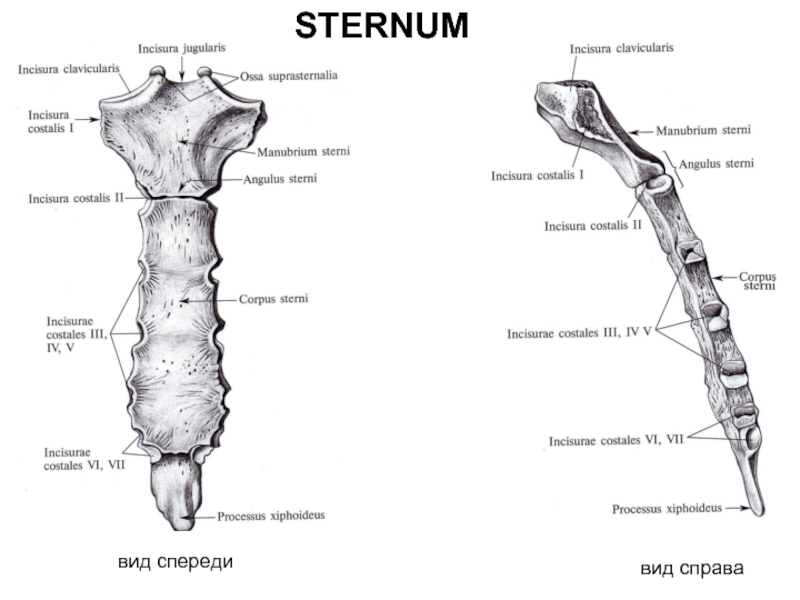 Грудина спереди. Грудина анатомия латынь. Sternum анатомия. Manubrium Sterni. Грудина анатомия на латинском.