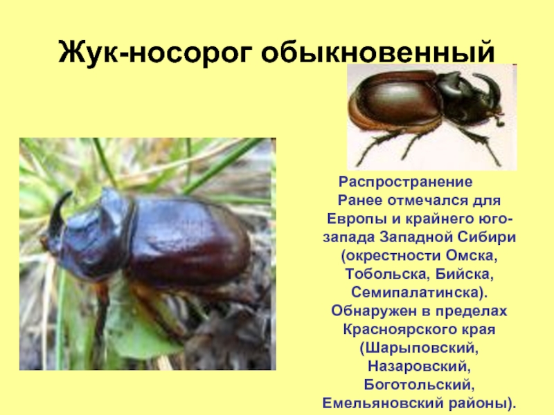 Какой тип развития характерен для жука