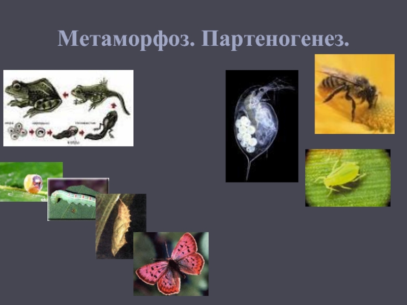 Размножение и развитие организмов. Партеногенез у лягушки. Партеногенез характерен для. Партеногенез у птиц. Партеногенез у самцов.