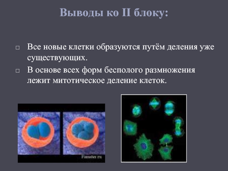 Каждая клетка появляется путем деления. Новые клетки образуются. Деление клетки вывод. Все клетки образуются из клетки путем деления. В основе размножения лежит деление клеток.