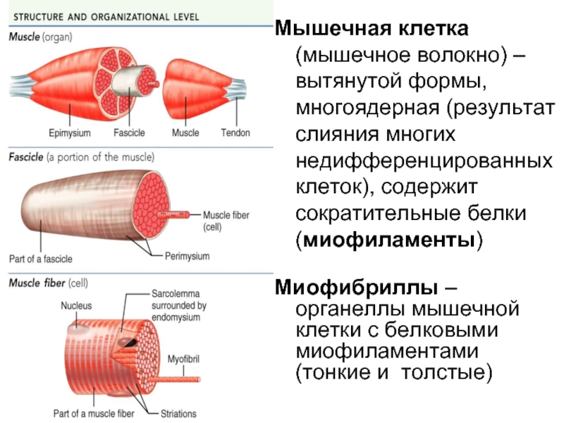 Мышечное волокно состоит из. Строение мышечной клетки. Из чего состоит мышечная клетка. Клетки сателлиты мышечных волокон строение. Мышечное волокно это клетка.