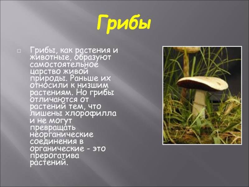 Грибы особая группа организмов. Растения и грибы. Животные растения грибы. Растения про гриб грибы. Грибы это растения или нет.