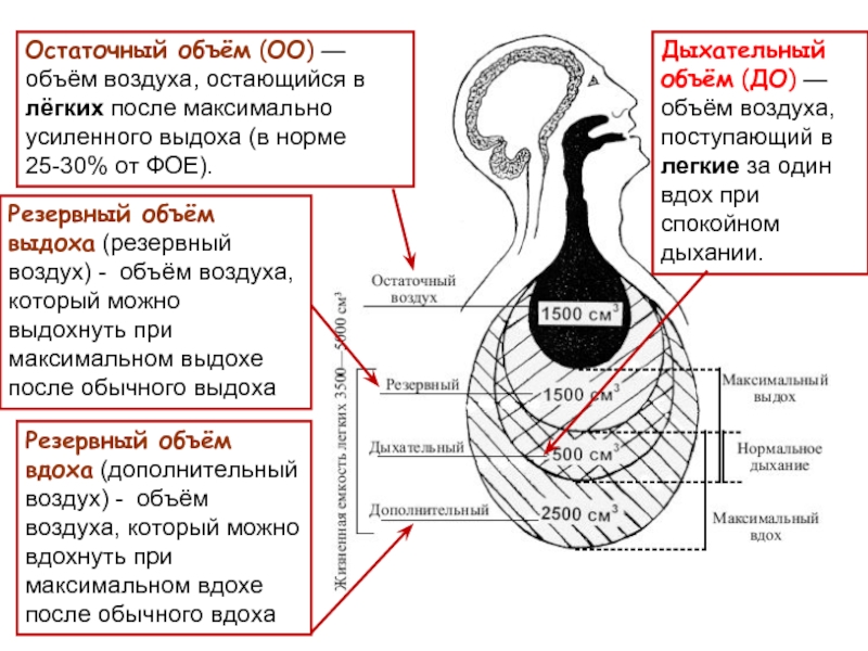 Как называется объем легких обозначенный на рисунке знаком вопроса