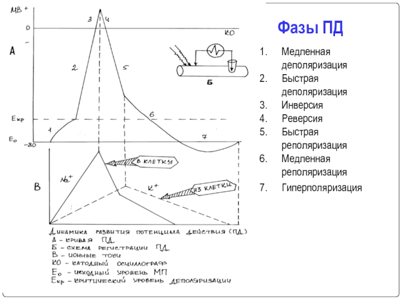 Реверсия. Медленная и быстрая деполяризация. Фаза деполяризации. Фаза медленной деполяризации. Медленная деполяризация физиология.