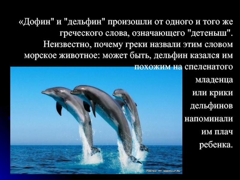 Дельфины слова текст. Дельфины презентация. Клички дельфинов. Имена для дельфинов. Дельфин описание.