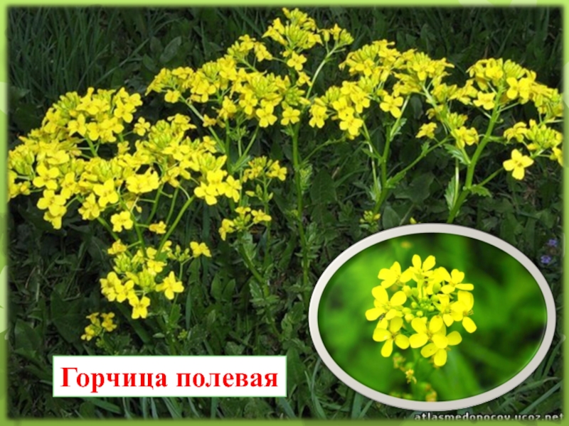 Редька дика. Горчица сарептская (Brassica juncea l.). Горчица сарептская — Brassica juncea. Горчица Полевая сорняк. Горчица сарептская листья.